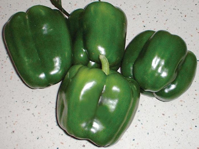 Pepper, Sweet Bell - Capsicum annuum 'Revolution' 