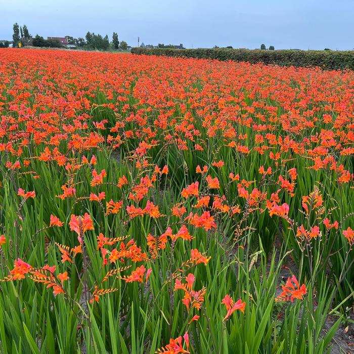 Montbretia - Crocosmia 'Peach Melba' 