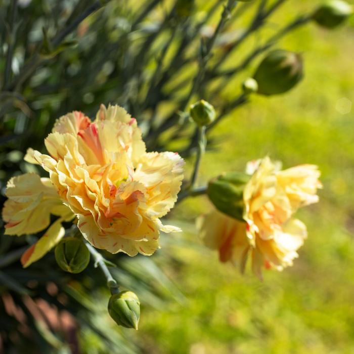 Border Carnation - Dianthus x Scent First&reg; 'Lemon Sparkler'
