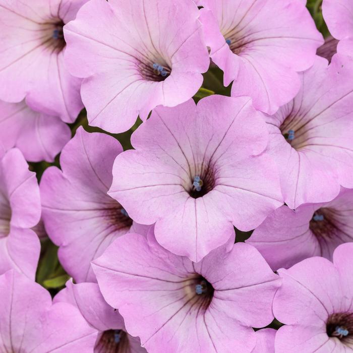 Supertunia Vista® Cool Jazz™ - Petunia