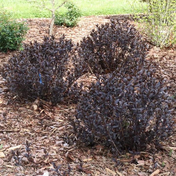 Kodiak Jet Black®' Bush Honeysuckle - Diervilla