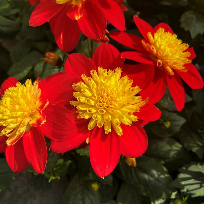 Venti&trade; FireBurst - Dahlia