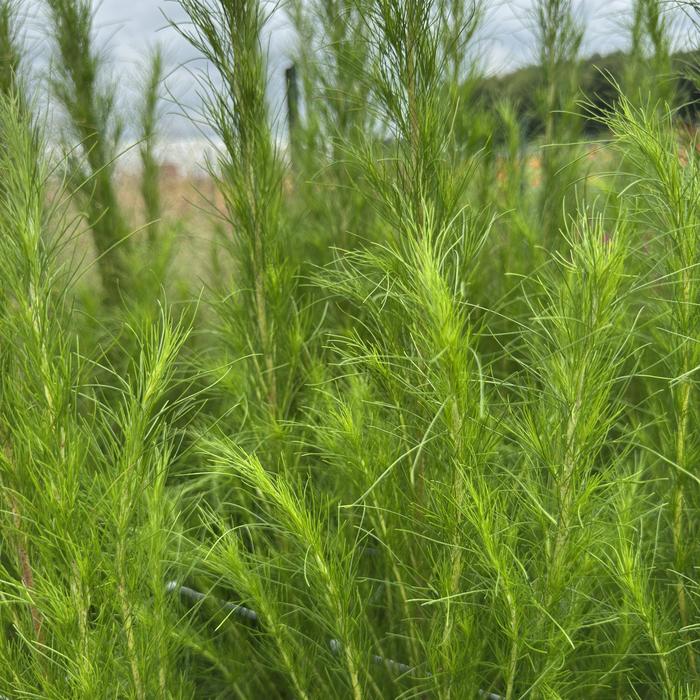 Elegant Feather - Eupatorium