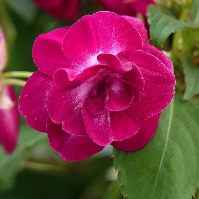 Glimmer™ Purple Stardust - Impatiens, Double Glimmer™ Purple Stardust - Impatiens, Double