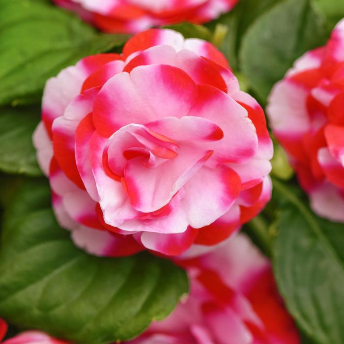 Glimmer™ Strawberry Sparkler - Impatiens, Double Glimmer™ Strawberry Sparkler - Impatiens, Double