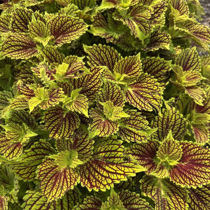 TerraScape™ Solar Fire - Coleus