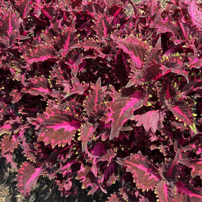 TerraScape™ Pink Ribbons - Coleus TerraScape™ Pink Ribbons - Coleus