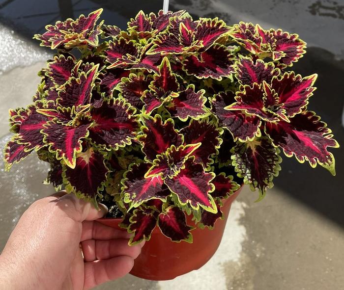 TerraScape™ Queen - Coleus