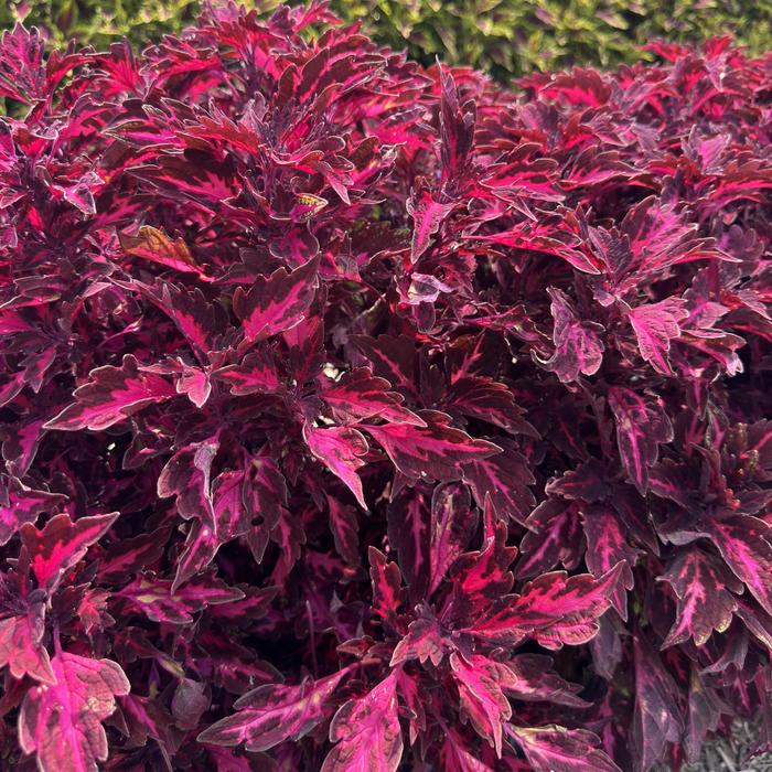 Down Town&reg; Royalty - Coleus