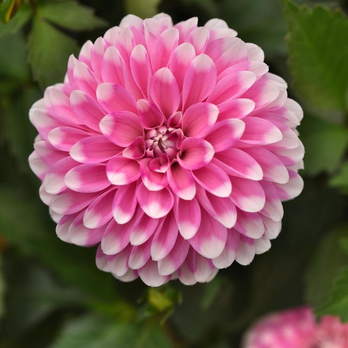 Dalaya® Pink Lace - Dahlia Dalaya® Pink Lace - Dahlia