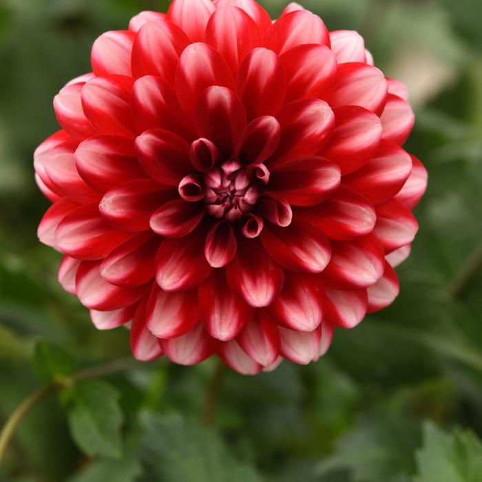 Dalaya® Red Lace - Dahlia Dalaya® Red Lace - Dahlia