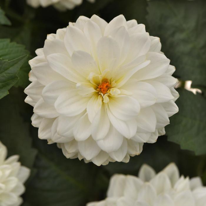 Dalaya&reg; White - Dahlia