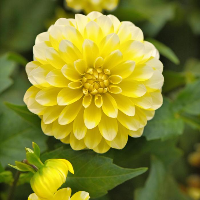 Dalaya® Yellow Lace - Dahlia Dalaya® Yellow Lace - Dahlia