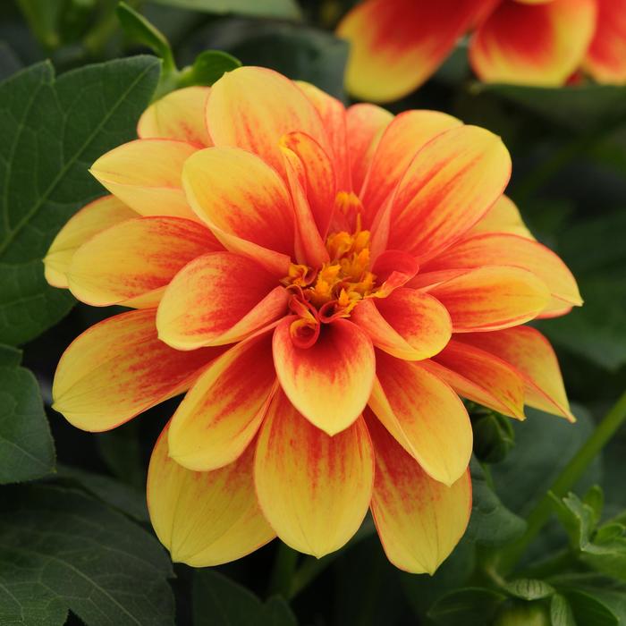 Dalaya&reg; Yellow w Red Eye - Dahlia