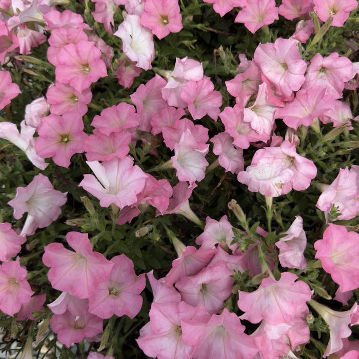 Surfinia® Heavenly Cashmere Pink - Petunia Surfinia® Heavenly Cashmere Pink - Petunia
