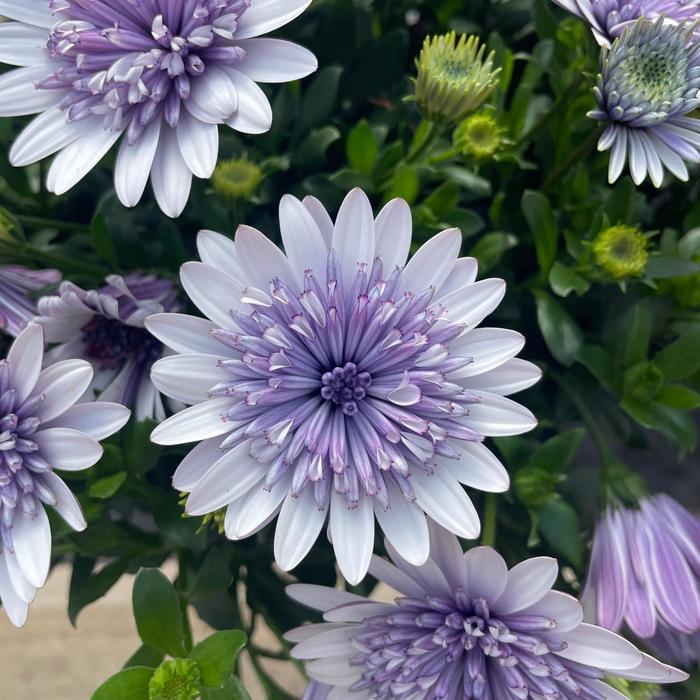 4D&trade; Blue Ice - Osteospermum