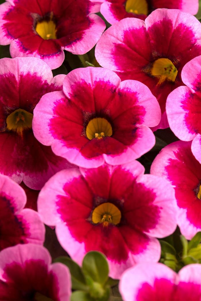 Caliloco&reg; Frankenberry - Calibrachoa