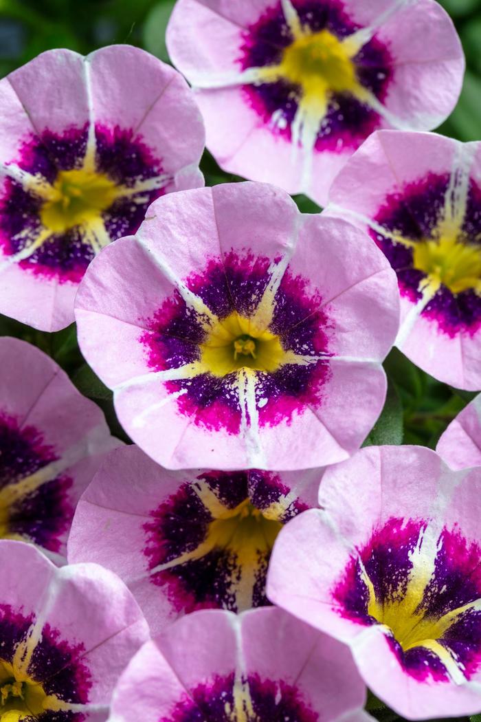 Caliloco&reg; Star Child - Calibrachoa