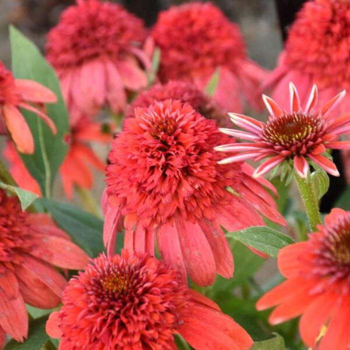 Coneflower - Echinacea Double Dipped™ 'Jamberry' Coneflower - Echinacea Double Dipped™ 'Jamberry'