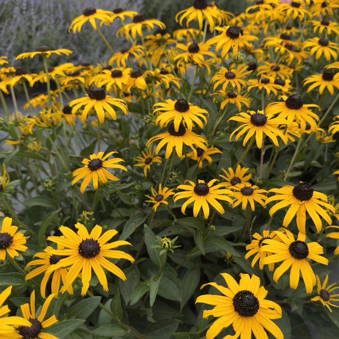 Black-Eyed Susan - Rudbeckia fulgida var. sulivanttii 'Goldblitz' Black-Eyed Susan - Rudbeckia fulgida var. sulivanttii 'Goldblitz'