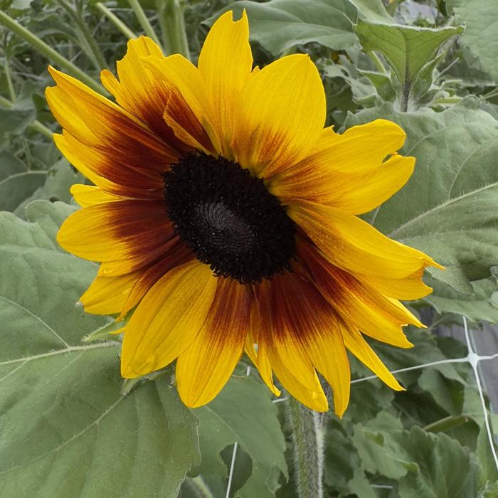 Sunfinity&reg; Yellow Red Bicolor - Sunflower