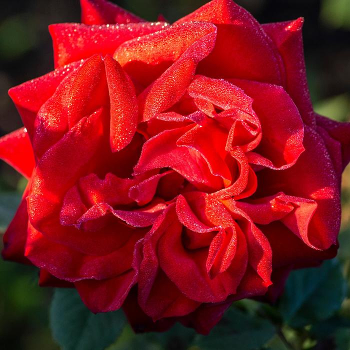 Rose Olympiad&trade; - Rosa 'Macauck'