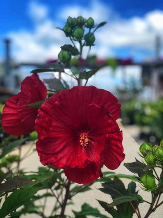 Perennial Hibiscus