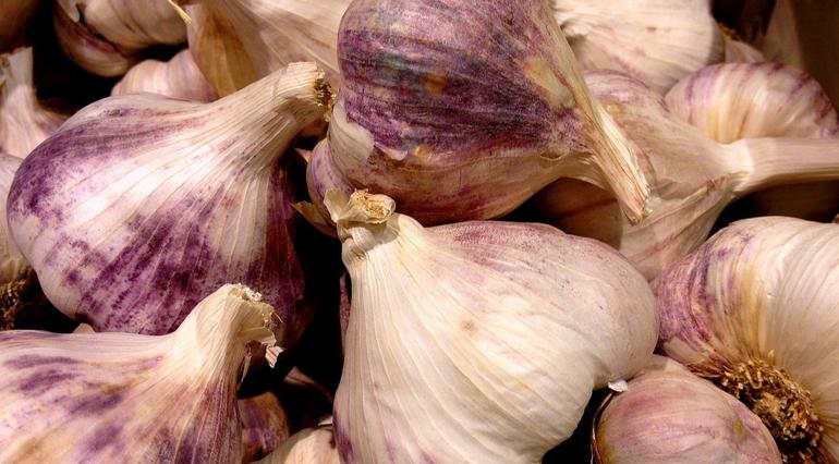 Growing Garlic Made Easy