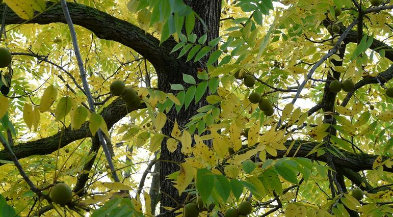 Planting Near Black Walnut Trees