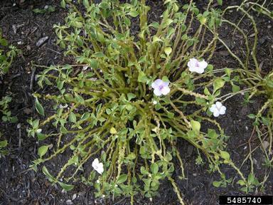 Impatiens Downy Mildew