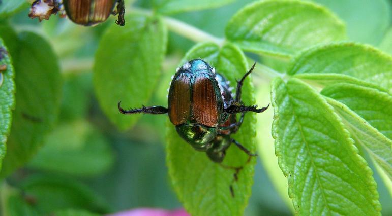 Japanese Beetle Management