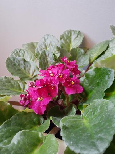 Houseplants 101 with Melinda Myers