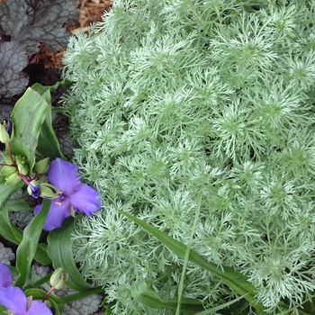 Artemisia schmidtiana 'Silvermound' - Silvermound Wormwood