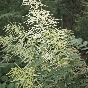 Aruncus dioicus - Goats Beard