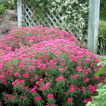 Aster novae-angliae 'Alma Potschke' - Aster