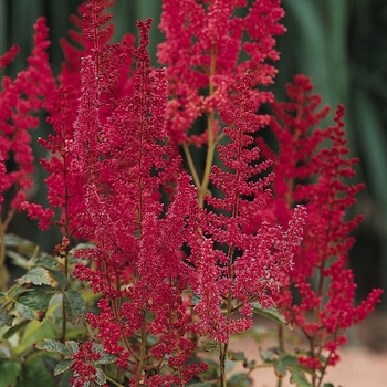 Astilbe rhizomatous 'August Light' - False Spirea 