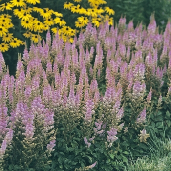 Astilbe chinensis 'Pumila' - False Spirea