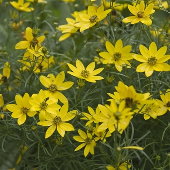 Coreopsis verticillata 'Zagreb' - Tickseed