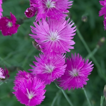 Dianthus gratianopolitanus 'Firewitch' - Border Carnation