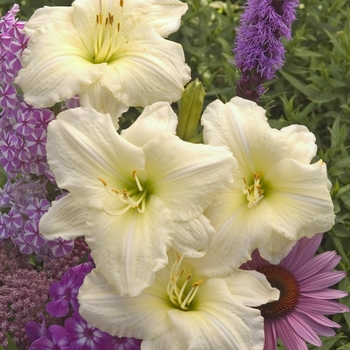 Hemerocallis 'Joan Senior' - Daylily