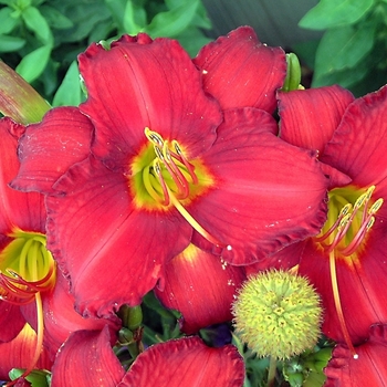 Hemerocallis 'Chicago Apache' - Daylily