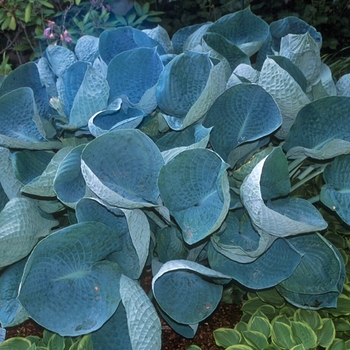 Hosta 'Abiqua Drinking Gourd' - Plantain Lily