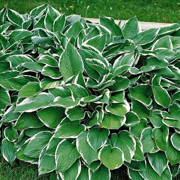 Hosta 'Francee' - Plantain Lily