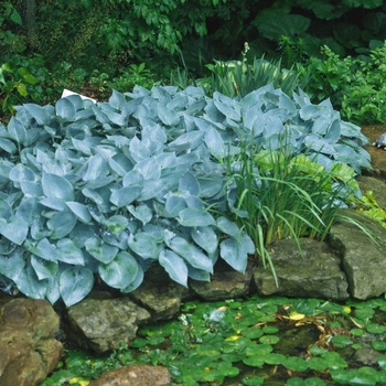 Hosta 'Halcyon' - Plantain Lily