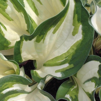 Hosta 'Loyalist' - Plantain Lily