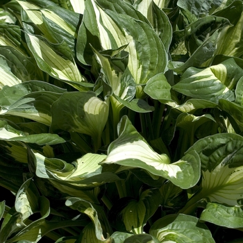 Hosta 'Whirlwind' - Plantain Lily