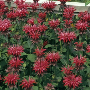 Monarda 'Gardenview Scarlet' - Bee Balm