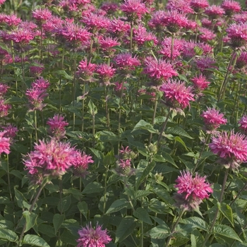 Monarda 'Marshall's Delight' - Bee Balm