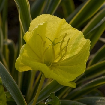 Oenothera missouriensis - Primrose-Evening