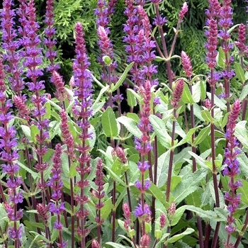 Salvia nemorosa 'Caradonna' - Meadow Sage